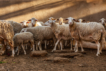 A flock of sheep in warm early morning light in Zagora, Morocco, North Africa.