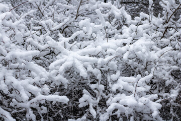 winter landscape with snow - covered trees.