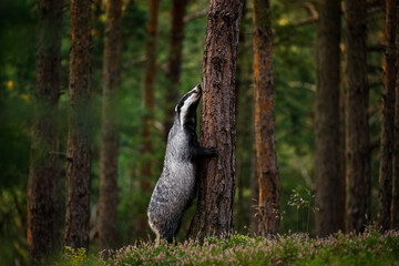 Badger's hug. European badger, Meles meles, stands on back legs and sniffing tree cortex. Hungry beast looking for food in colorful pine forest. Sunny morning in wild nature. Wildlife autumn. Europe. © Vaclav