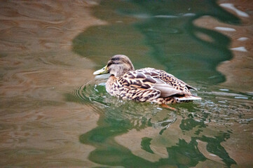 Ente auf dem Wasser