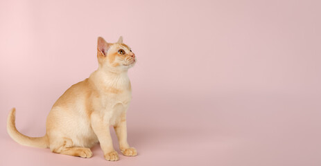 Adorable cream Burmese kitten full length.