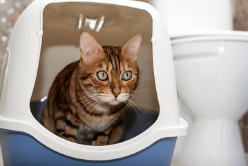 A domestic cat uses a litter box with a lid in the toilet room.