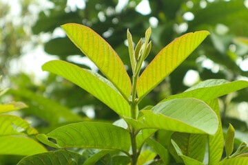 young guava leaves in indonesian garden