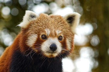 Portrait of a red panda. Red panda. Portrait of a red panda on a blurred background. Animal, beast,...