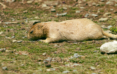 The black-tailed prairie dog with the Latin name Cynomys ludovicianus. A small grizzly-like social animal. Small cute rodent. Rodent, fur, cute.