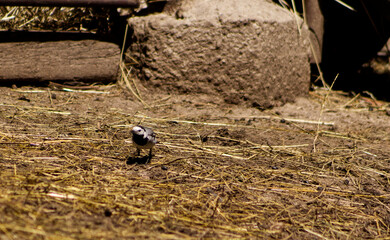White wagtail hopping on the ground between haystacks. Small fast bird. White wagtail with Latin name Motacilla alba. Bird in nature, bird on the farm, animal, tail, beak.