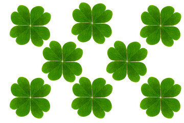 Lucky four leaf clover isolated on transparent background