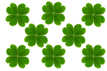 Lucky four leaf clover isolated on transparent background