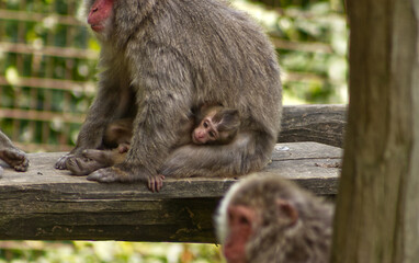 A small baby macaque hiding with its mother. Baby monkey. Young. Monkeys in the zoo. A little frolicking monkey in the safe vicinity of its mother.