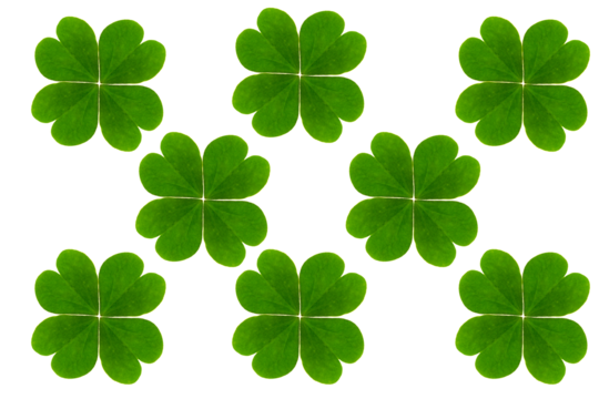 Lucky four leaf clover isolated on transparent background