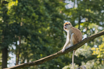 Portrait of a hussar monkey sitting on a wooden log in a zoo enclosure. Animal portrait, zoo animal. Hussar monkey. Monkey, fur, face, fur. Blurred background.