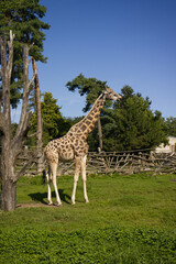 A giraffe in the zoo's outdoor exhibit. Giraffe in enclosure. Animal, tall. Nature, grass, sky, trees.