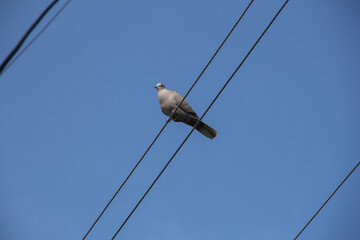 Pigeon on a wire against a blue sky with copy space