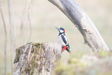 Fauna selvatica Capanno Nisida Poiana