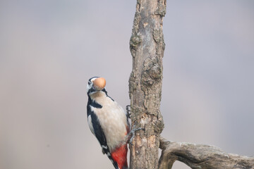 Fauna selvatica Capanno Nisida Poiana