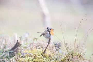 Fauna selvatica Capanno Nisida Poiana