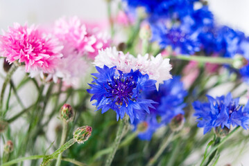 bouquet of spring flowers of blue and pink cornflowers illuminated by the rays of the sun in the background gray background