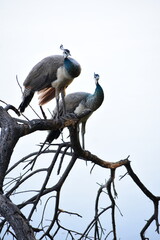 Peafowl is a common name for two bird species of the genus Pavo and one species of the closely related genus Afropavo within the tribe Pavonini of the family Phasianidae.