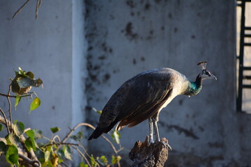 Peafowl is a common name for two bird species of the genus Pavo and one species of the closely...