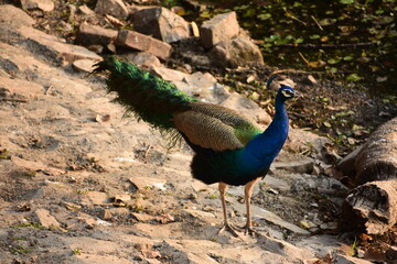 Fototapeta premium Peafowl is a common name for two bird species of the genus Pavo and one species of the closely related genus Afropavo within the tribe Pavonini of the family Phasianidae.