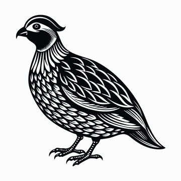 black and white quail bird standing clip art preview