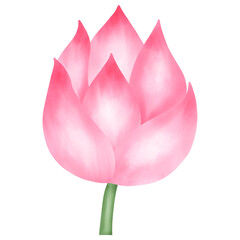 pink lotus flower