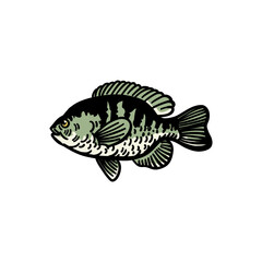 illustration vector graphic fish for design, template, elemen, illustration, etc