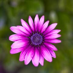 Obraz premium purple flower