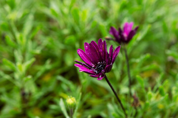 Raindrops on a purple osteosperm flower. Close-up