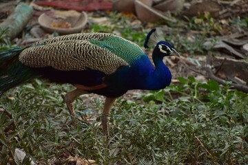 Obraz premium Peafowl is a common name for two bird species of the genus Pavo and one species of the closely related genus Afropavo within the tribe Pavonini of the family Phasianidae.