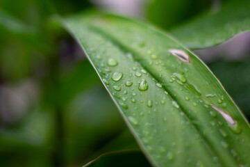 Close up of green leaves with raindrops, giving a natural, fresh and calm impression.