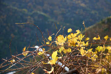 Vineyard leaves. Wine strain from the Ribeira Sacra, in the province of Lugo, where there are vineyards of red wine with designation of origin