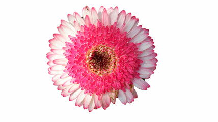Beautiful pink gerbera flowers blooming on a white background.
