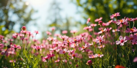 Obraz premium A vibrant field of delicate pink wildflowers basking in the warm sunlight, creating a breathtaking summer meadow scene.