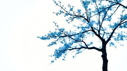 Serene Blossoms A delicate tree branch adorned with light blue flowers against a bright, white sky, conveying peace and tranquility.