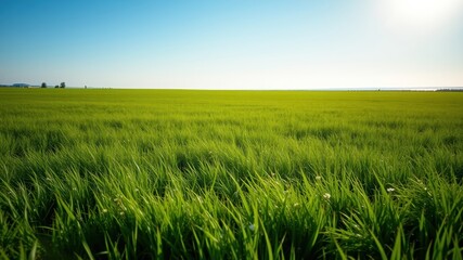 Vast Expanse of Lush Green Grass Under a Clear Blue Sky