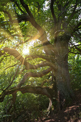 Sonnenstrahlen im Blätterdach einer alten knorrigen Eiche