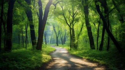 Naklejka premium Sunlit Path Through Lush Green Forest Trees