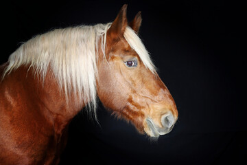 Obraz premium Profile portrait of a draft horse in studio on a black background