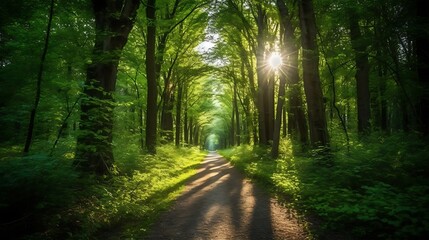 Obraz premium Sunlit Path Through Lush Green Forest Canopy