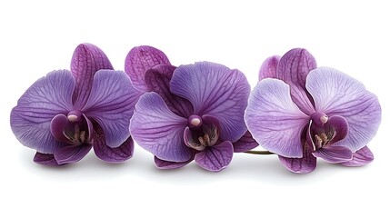 Three purple orchids isolated on white background.