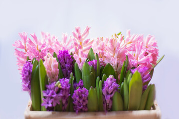 Collection of pink and purple hyacinth flowers in wooden box. Gift bulbous flowers.