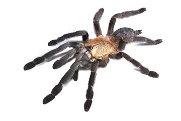Closeup picture of the arboreal purple earth tiger tarantula Phormingochilus hatihati (former Omothymus spec. 