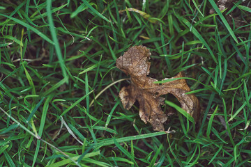 Fototapeta premium single leaf green grass