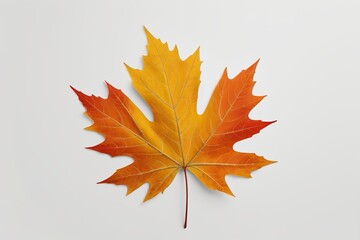 Fototapeta premium arafed leaf on a white surface with a red and yellow leaf