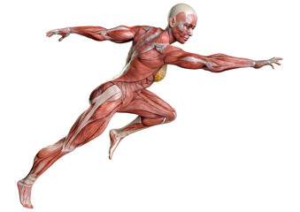 3D Rendering Female Anatomy Figure on White