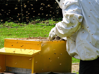 Beekeeper at work harvesting a swarm of bees.