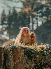 Obraz premium Macaques at Jigokudani Snow Monkey Park in Nagano, Japan