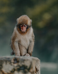 Macaques at Jigokudani Snow Monkey Park in Nagano, Japan