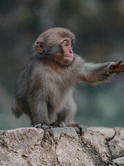 Macaques at Jigokudani Snow Monkey Park in Nagano, Japan